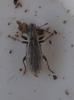 Sitona sp.